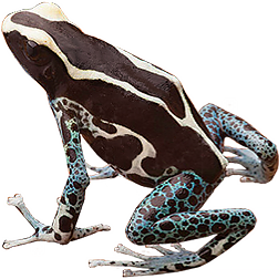 Awarape Dart Frog